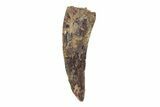 Serrated Theropod (Raptor) Tooth - Hell Creek Formation #204218-1